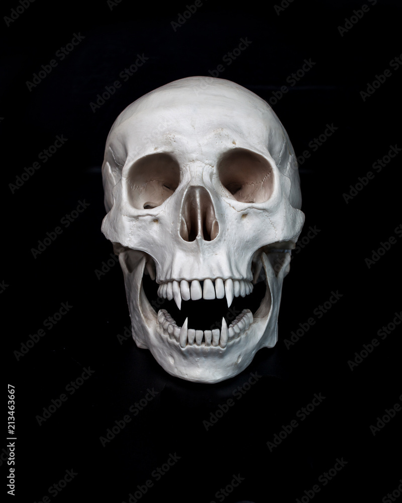 Fototapeta premium Dead vampire. Human skull with vampire fangs