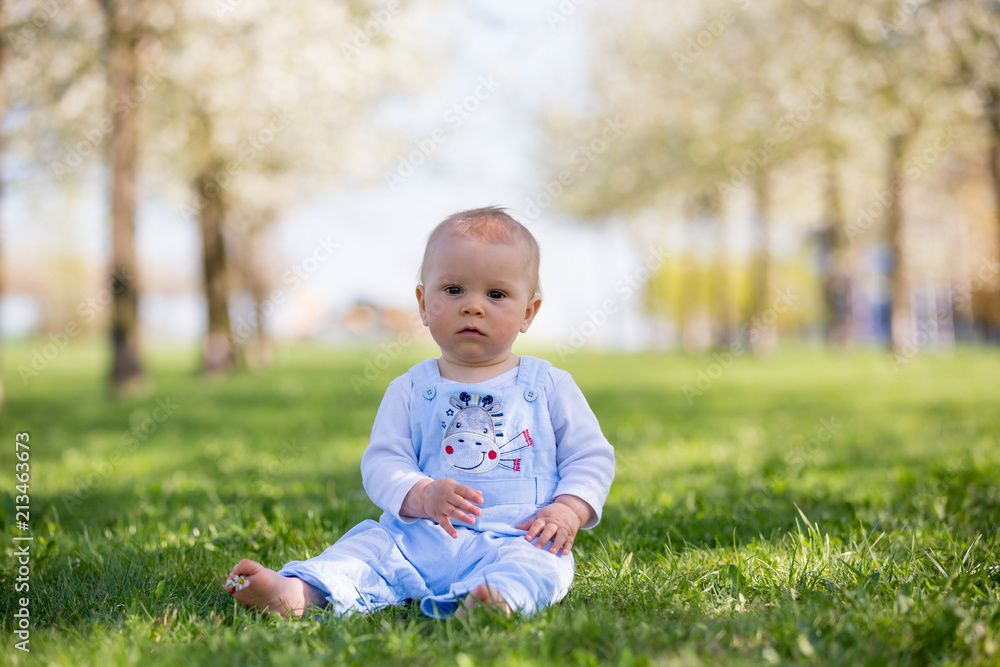 Cute toddler baby boy, playing in cherry blossom garden. Child with spring flowers in fruit orchard Cute toddler baby boy, playing in cherry blossom garden. Child with spring flowers in fruit orchard