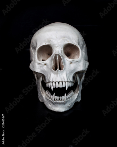 Dead vampire. Human skull with vampire fangs