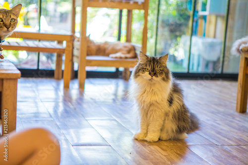 Cat cafe , photo