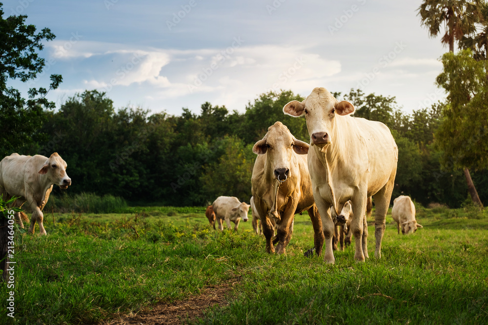 Beautiful white cow walking in rural with blue sky,traditional agricultural in Thailand. Beautiful white cow walking in rural with blue sky,traditional agricultural in Thailand.
