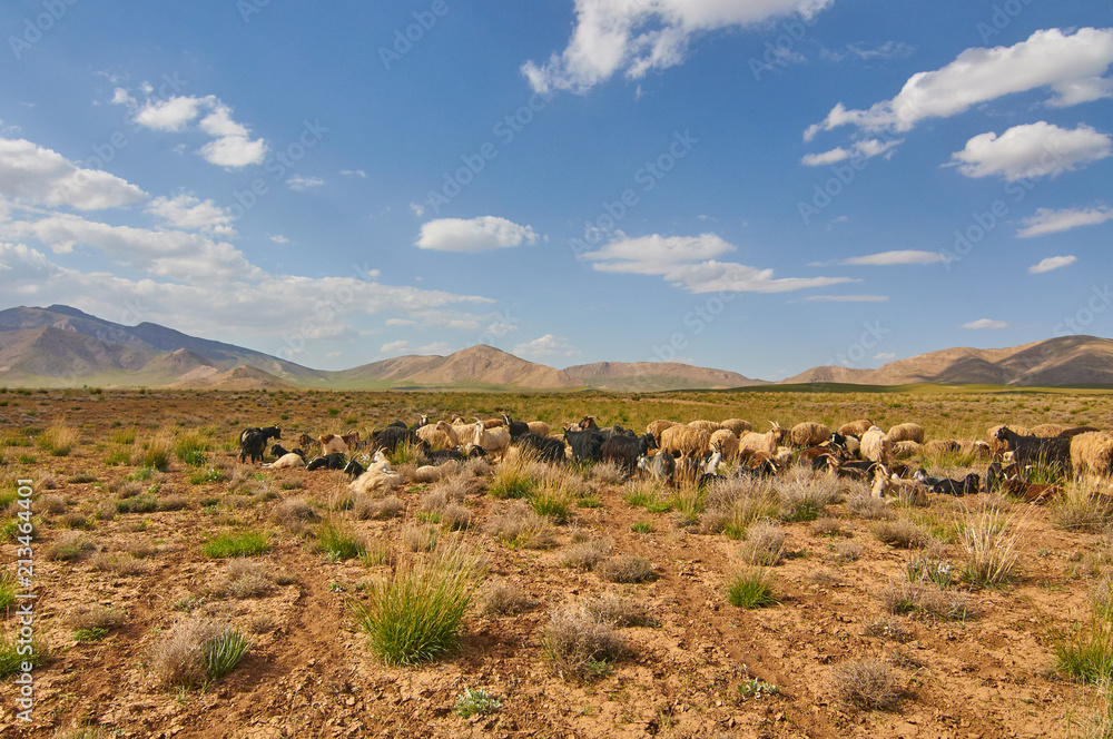 Livestock in Zagros mountains Iran Livestock in Zagros mountains Iran