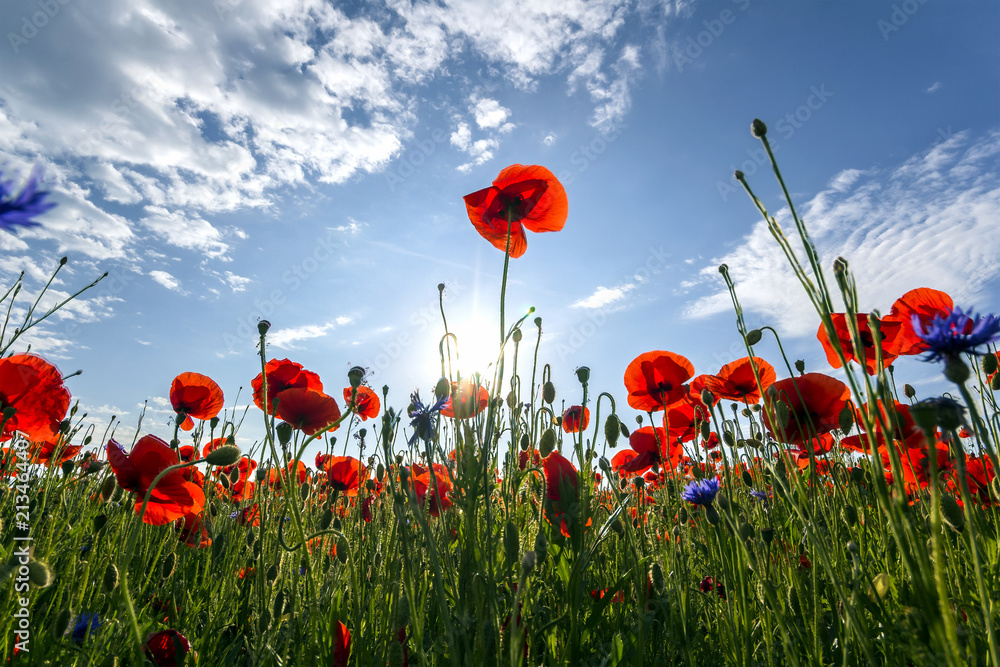 Fototapeta premium Fantastic view of wonderful poppy field in late may. Gorgeously blooming lit by summer sun red wild flowers against bright blue sky with puffy white clouds. Beauty and tenderness of nature concept.