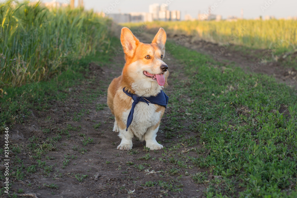 funny portrait of cute corgi dog outdoors in summer fields