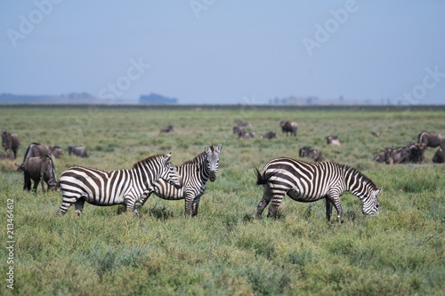 Zebras in green grass land of Serengeti