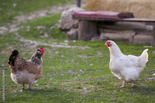 Two grown healthy white and brown hens on green grass outside in rural yard on old wooden barn wall backgroundspring on bright sunny day. Chicken farming, healthy meat and eggs production concept. photo