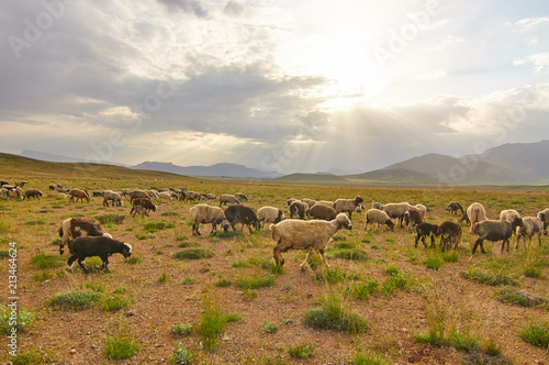 Fototapeta Naklejka Na Ścianę i Meble -  Livestock in Zagros mountains Iran