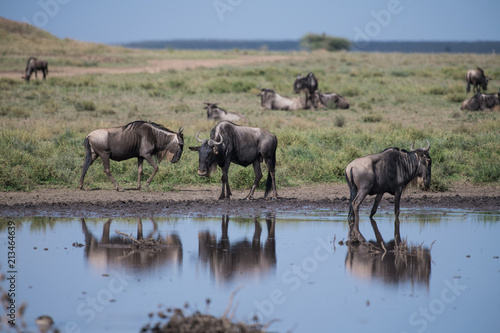 Gnu antelopes near the pond in Tanzania