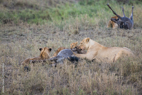 Fototapeta Naklejka Na Ścianę i Meble -  Lions eating prey gnu