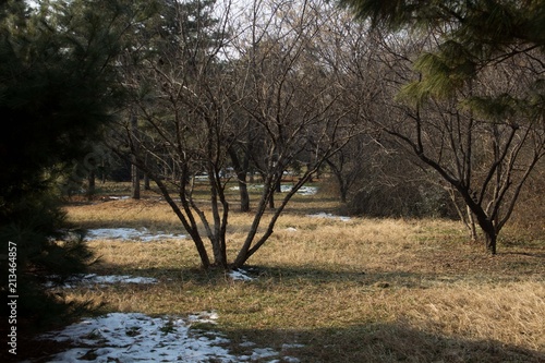 Park in Winter