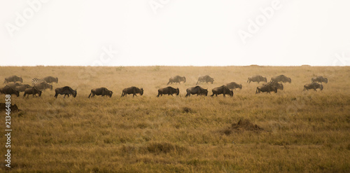 Wildebeests walking in savannah © ilyaska