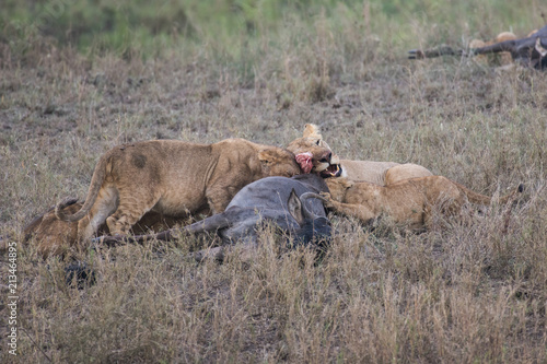 Fototapeta Naklejka Na Ścianę i Meble -  Lions eating wildebeest antelope