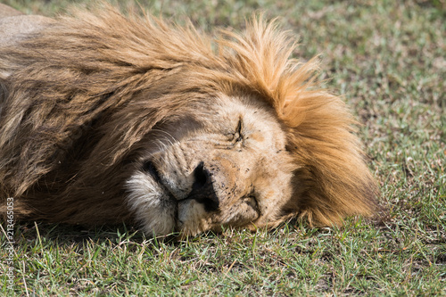Fototapeta Naklejka Na Ścianę i Meble -  Lion sleeping on grass with flies on the face