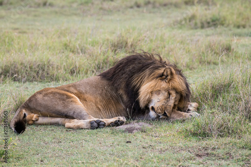Fototapeta Naklejka Na Ścianę i Meble -  Male lion sleeping on the grass in Serengeti national park of Tanzania