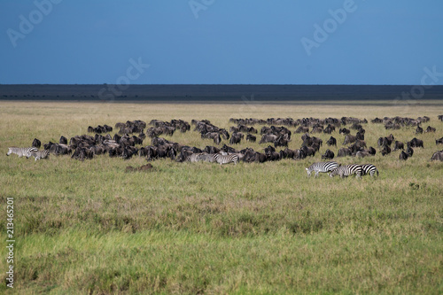 Herd of wildebeest migrating with few zebras in Serengeti © ilyaska