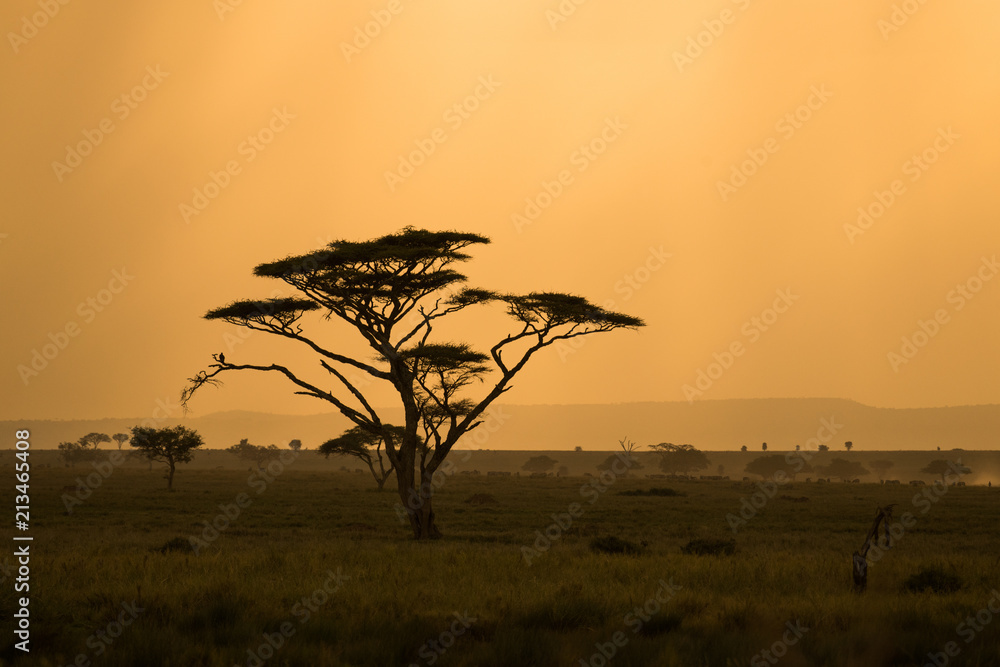 African savannah with lonely tree - obrazy, fototapety, plakaty 