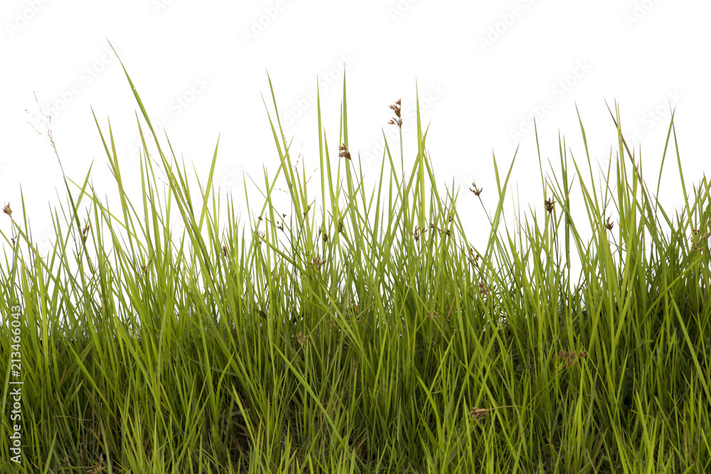 Grass isolated on white background. Grass isolated on white background.