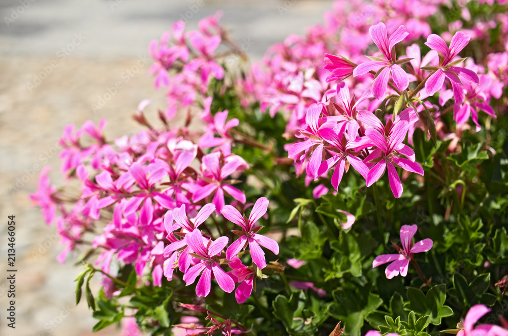 Blossoms of pink pelargonium from close-up. Blossoms of pink pelargonium from close-up.