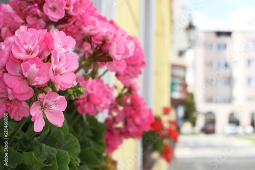 Flowering pink pelargonium in small town. Bokeh background. 