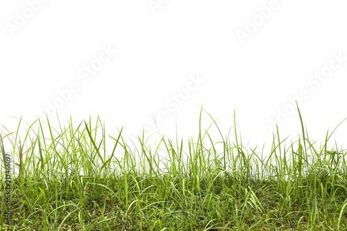 Grass isolated on white background.
