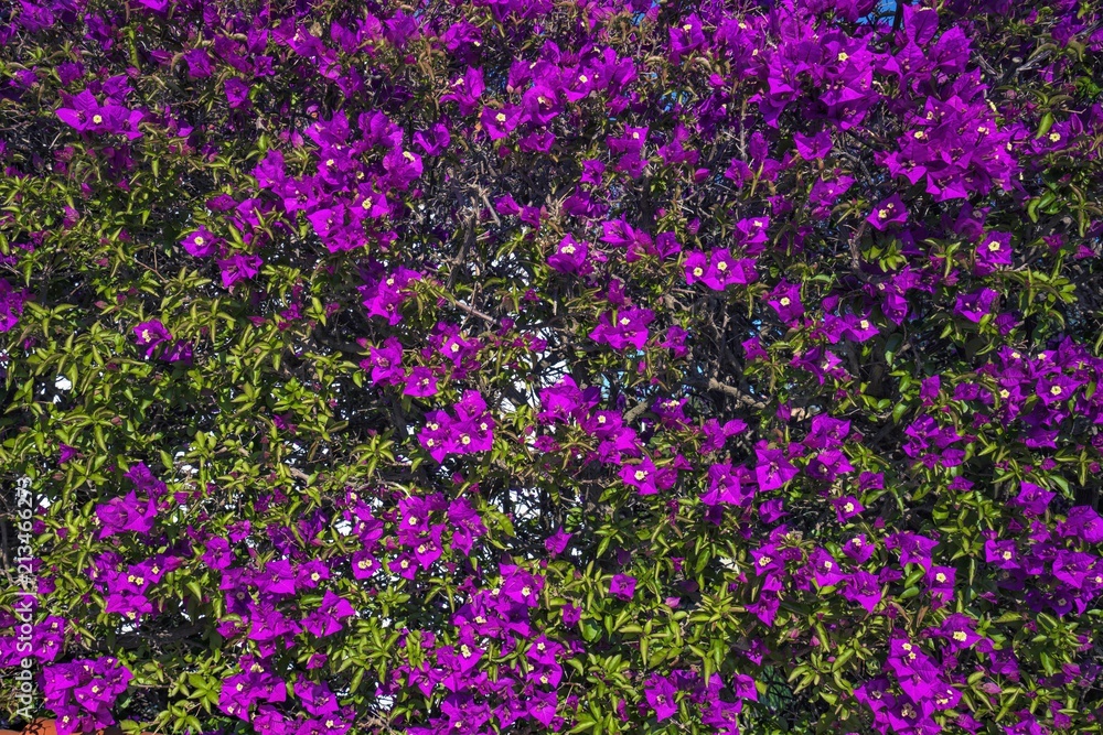 Naklejka premium Purple flowers. Flower texture, background. 