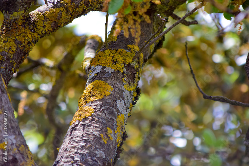 Yellow and white color on tree photo