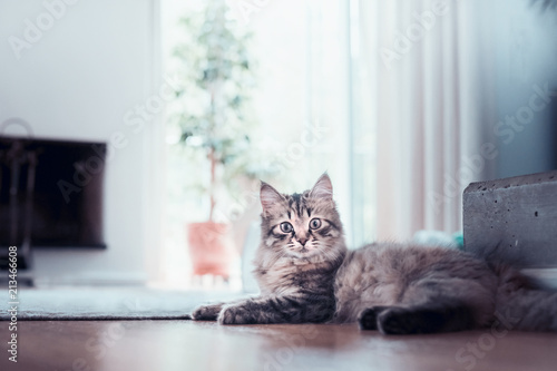 Young fluffy cat lies in living room and looks at the camera. Siberian cat life