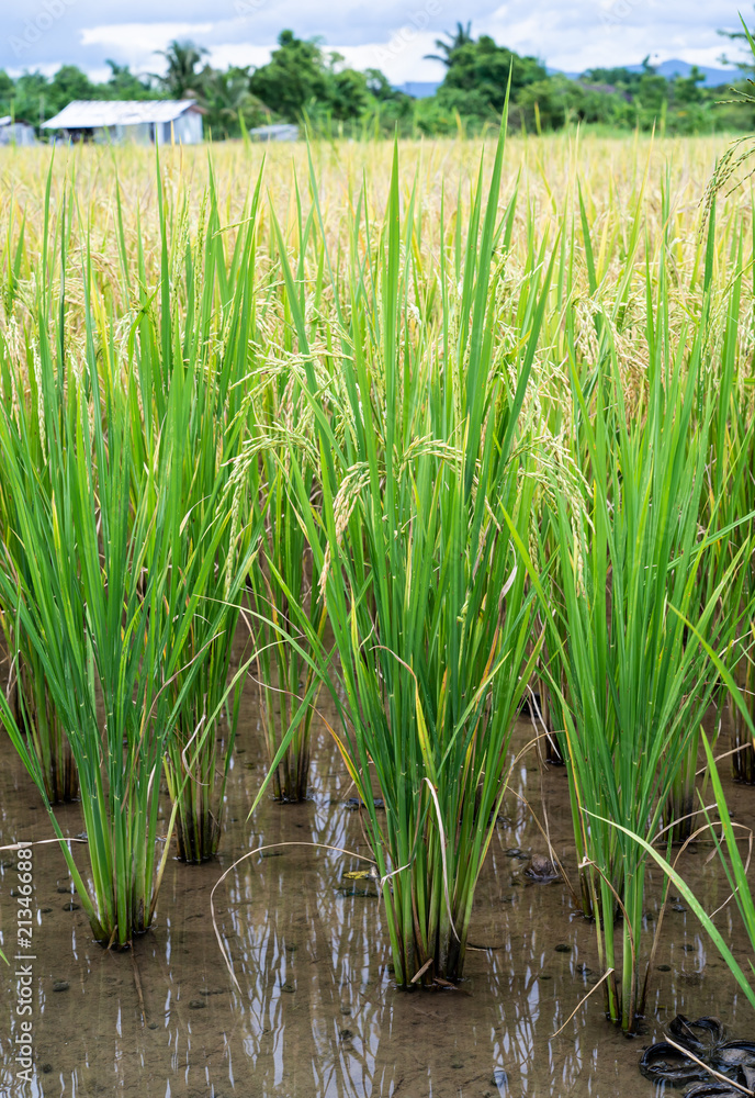 Fototapeta premium Rice berry seed.