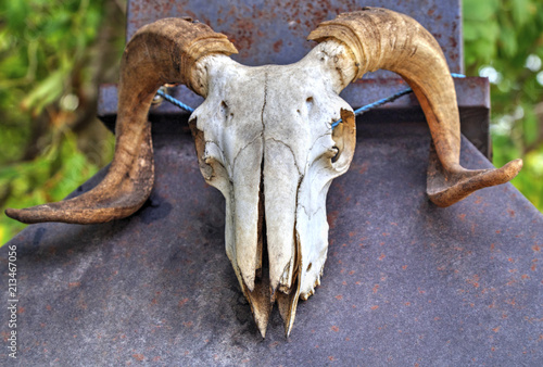 Ram skull closeup