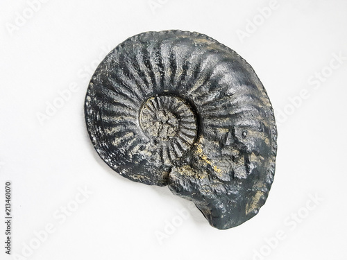 Ammonite jurassic fossil