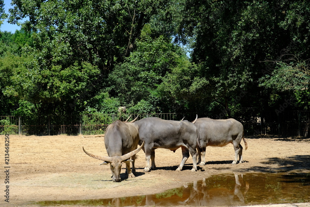 Obraz premium cow herd