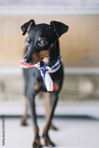 little dog with an radio background and American scarf