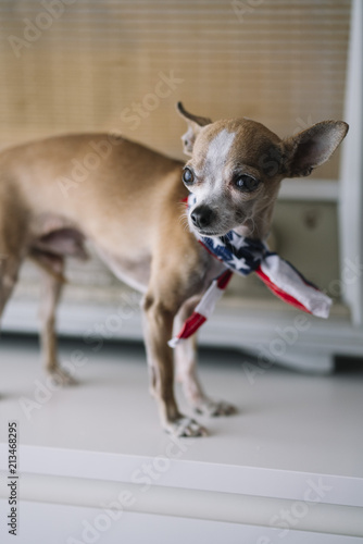 chihuahua dog with an radio background and American scarf