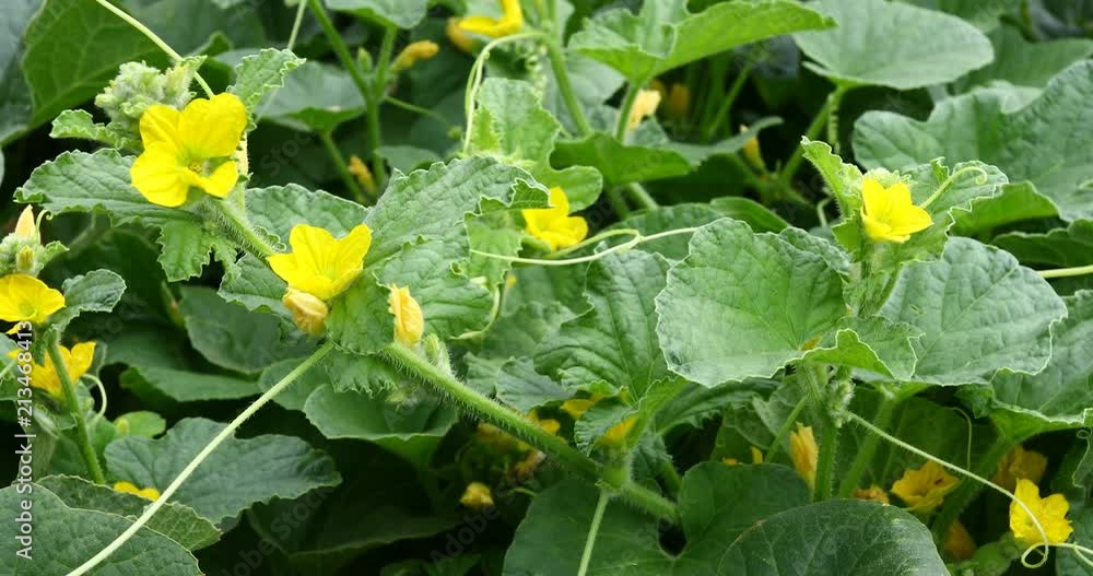 Cantaloupe vines in a home garden with blooms. Cantaloupe vines in a home garden with blooms.