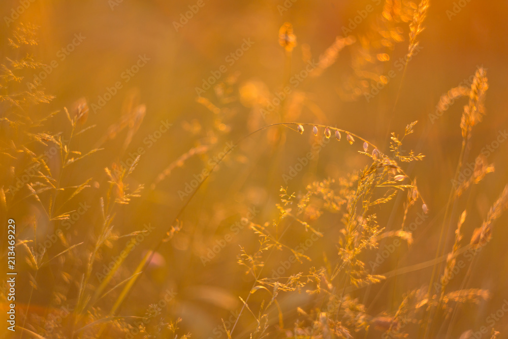 Grass in autumn in light of sunset. Abstract nature background Grass in autumn in light of sunset. Abstract nature background