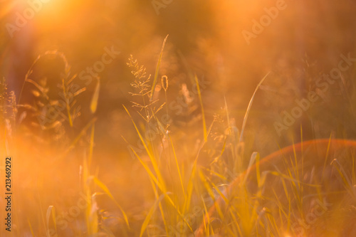 Abstract blurred flora background with autumn grass in the sunlight in sunset