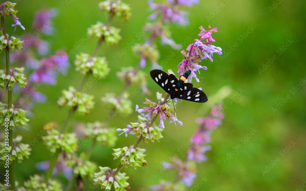 Black butterfly with white dots on its wings sits on Blue salvia, Salvia flower (blue sage) blossoming Black butterfly with white dots on its wings sits on Blue salvia, Salvia flower (blue sage) blossoming