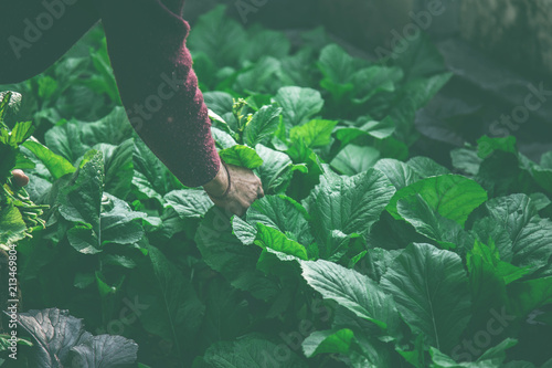 Photography women picking fresh salad from vegetable garden