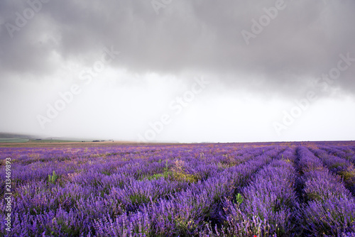 Lavender field in Crimea during a stormy day