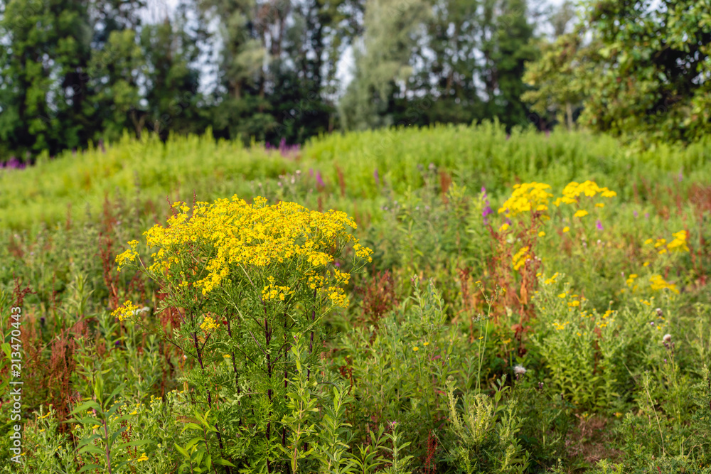 Wild plants spicy fragrant and flowering in various colors Wild plants spicy fragrant and flowering in various colors