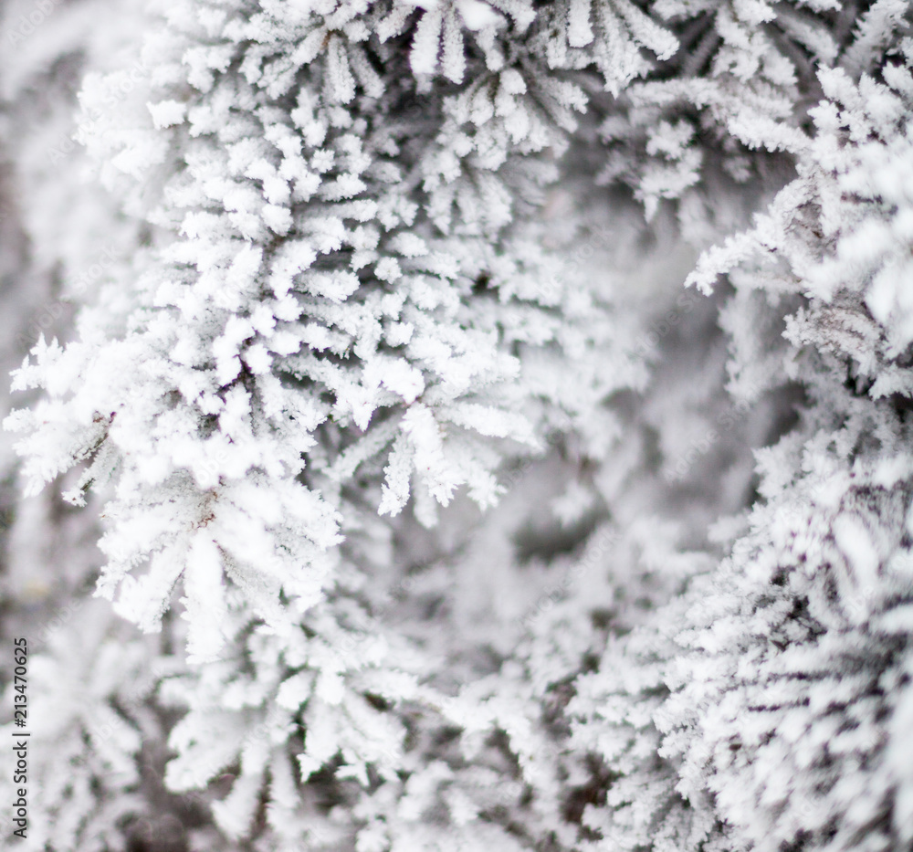 Coniferous branches covered with hoarfrost Coniferous branches covered with hoarfrost