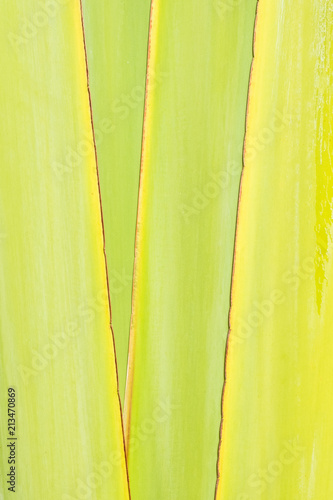 Green leaf traveller's palm texture abstract background.