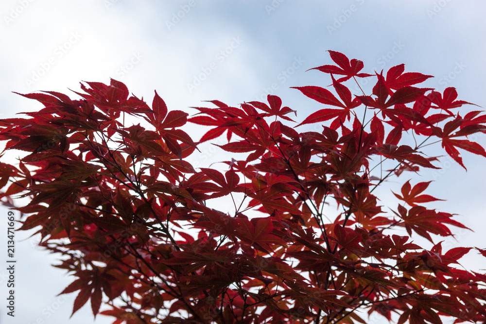 Pink leaves of the Japanese maple (Acer palmatum) Pink leaves of the Japanese maple (Acer palmatum)