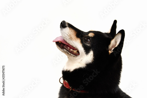 Fototapeta Naklejka Na Ścianę i Meble -  黒毛の柴犬