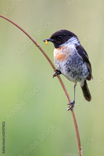 European Stonechat (Saxicola rubicola) on a stalk