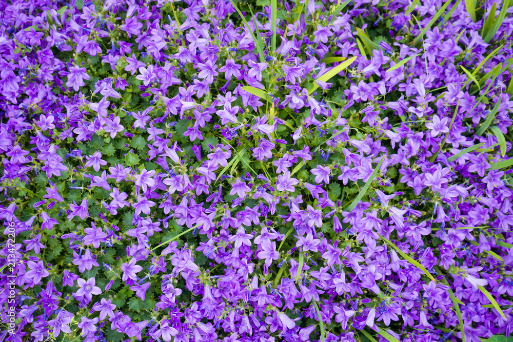 Violet colored Campanula muralis flowers as a background growing in the garden. Violet colored Campanula muralis flowers as a background growing in the garden.