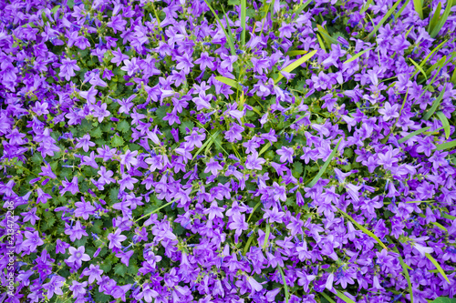 Violet colored Campanula muralis flowers as a background growing in the garden.