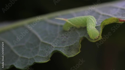 poplar hawk moth caterpillar, Laothoe populim moving around on a weeping willow leaf. photo