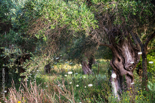 Olive trees in rural garden © Pavla Zakova