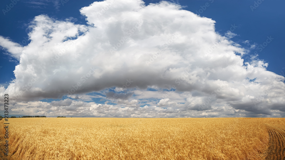 Big field of wheat panorama. Harvest of wheat